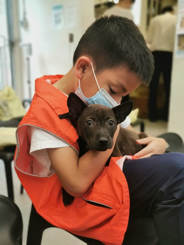 <strong>LOCAL AUTHORITIES URGE PEOPLE IN MACAU TO ADOPT INSTEAD OF PURCHASE PETS </strong> <strong>LOCAL AUTHORITIES URGE PEOPLE IN MACAU TO ADOPT INSTEAD OF PURCHASE PETS </strong>