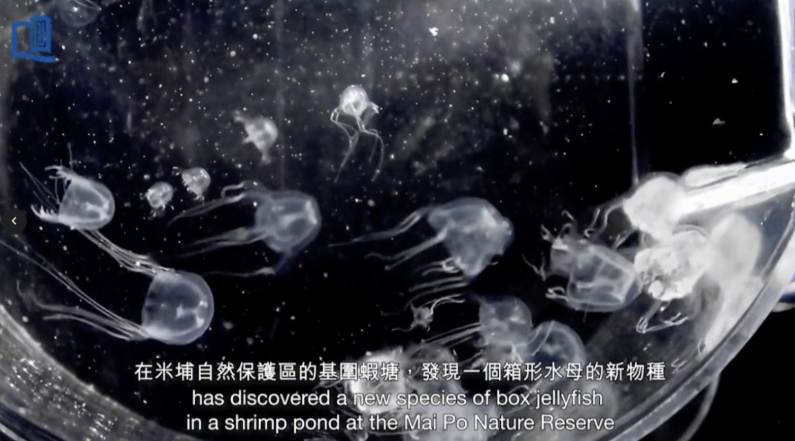HONG KONG BAPTIST UNIVERSITY RESEARCHERS FIND NEW BOX JELLYFISH SPECIES WITH 24 EYES IN MAI PO NATURE RESERVE HONG KONG BAPTIST UNIVERSITY RESEARCHERS FIND NEW BOX JELLYFISH SPECIES WITH 24 EYES IN MAI PO NATURE RESERVE