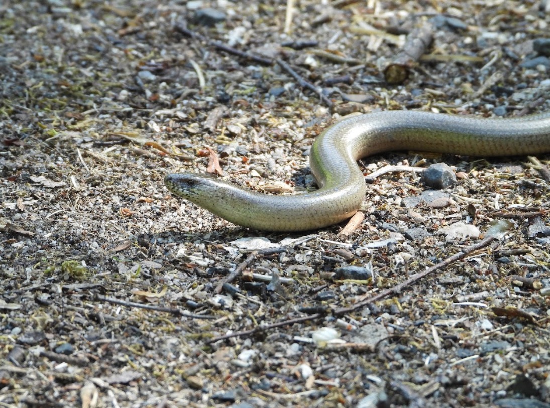 IAM: SNAKE BITE PREVENTION IAM: SNAKE BITE PREVENTION