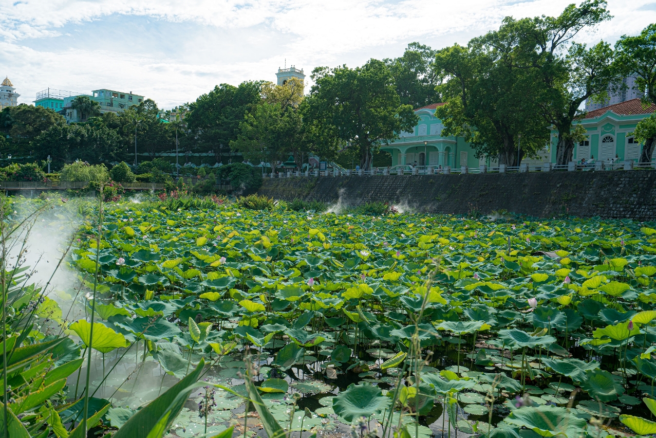 LOTUS FLOWER FEST TO TAKE PLACE BETWEEN 9-18 JUNE LOTUS FLOWER FEST TO TAKE PLACE BETWEEN 9-18 JUNE