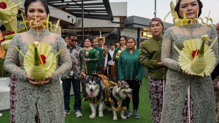 PERNIKAHAN MEWAH DUA EKOR ANJING SECARA ADAT JAWA TUAI KECAMAN 