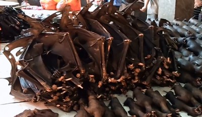 TOMOHON MARKET IN INDONESIA BANNED FROM SELLING DOG AND CAT MEAT TOMOHON MARKET IN INDONESIA BANNED FROM SELLING DOG AND CAT MEAT