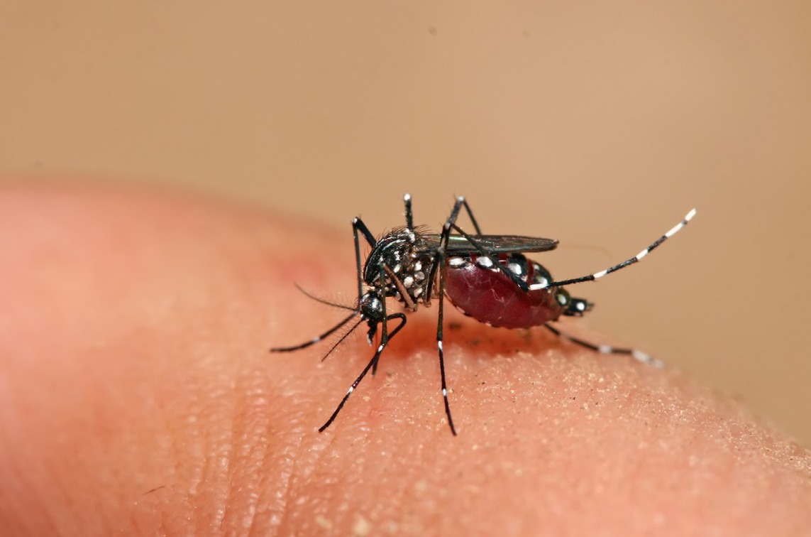 HEALTH AUTHORITIES WARN OF DENGUE FEVER