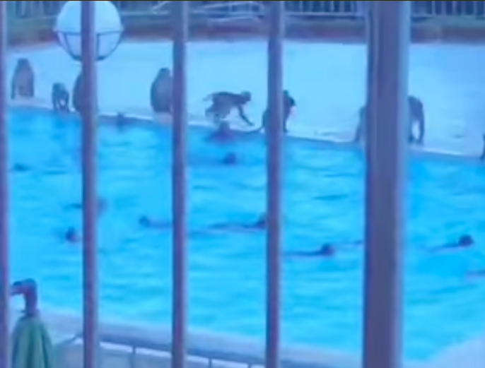 MONKEYS KNOW HOW TO DO SUMMER IN HK IN STYLE 