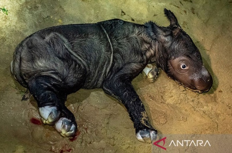 CRITICALLY ENDANGERED SUMATRAN RHINOCEROS BORN IN INDONESIA’S LAMPUNG PROVINCE