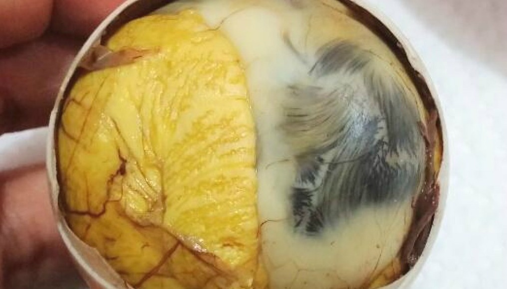MGA PILIPINO NANGARAL SA INTERNET TUNGKOL SA BALUT MATAPOS ANG PAHAYAG NI DOJA CAT MGA PILIPINO NANGARAL SA INTERNET TUNGKOL SA BALUT MATAPOS ANG PAHAYAG NI DOJA CAT