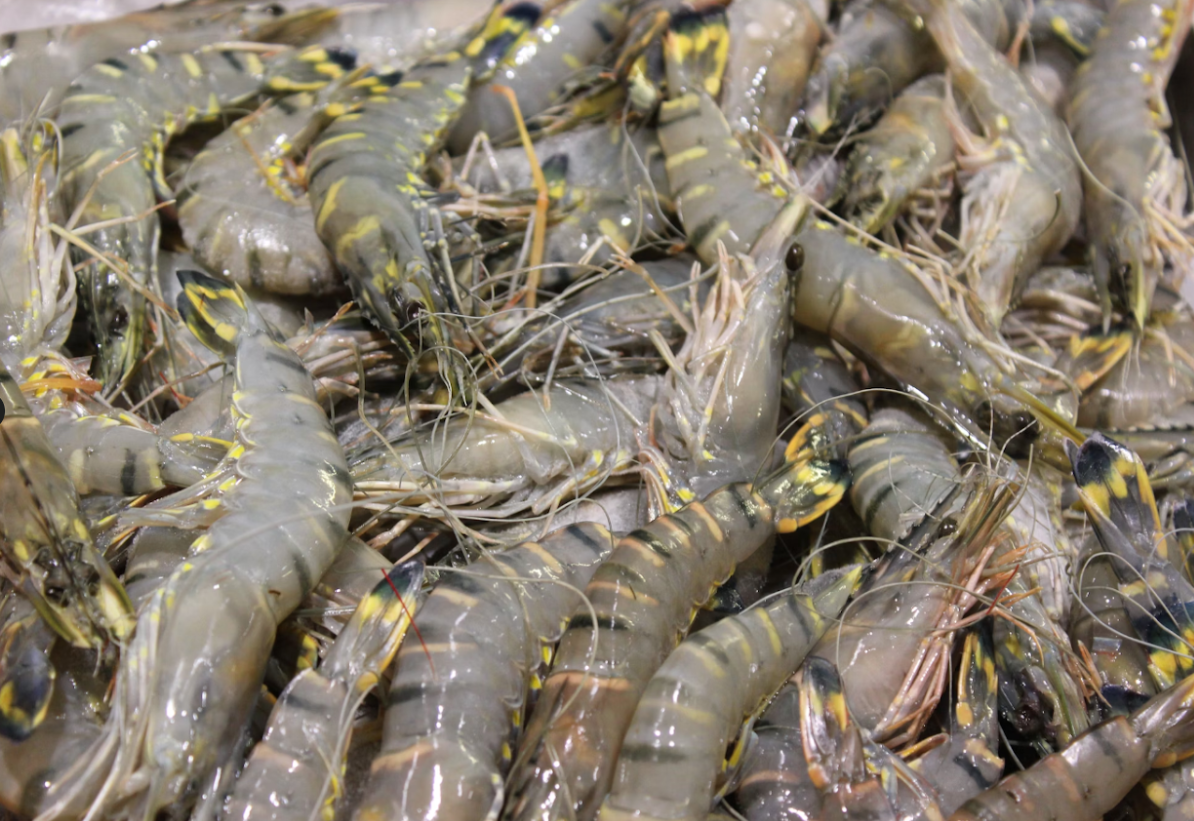 VIETNAM IS WORLD’S SECOND-LARGEST SHRIMP SUPPLIER VIETNAM IS WORLD’S SECOND-LARGEST SHRIMP SUPPLIER