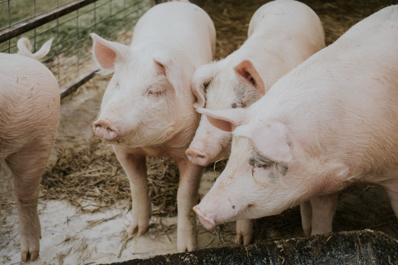 1,100 PIGS IN YUEN LONG TO BE CULLED AFTER HK AUTHORITIES FIND AFRICAN SWINE FLU CASES 1,100 PIGS IN YUEN LONG TO BE CULLED AFTER HK AUTHORITIES FIND AFRICAN SWINE FLU CASES