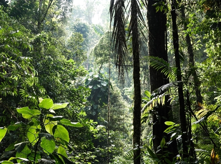 ALMOST 700 NEW WILDLIFE SPECIES DISCOVERED IN SOUTHEAST ASIA FROM 2020-2024: ASEAN CENTRE FOR BIODIVERSITY ALMOST 700 NEW WILDLIFE SPECIES DISCOVERED IN SOUTHEAST ASIA FROM 2020-2024: ASEAN CENTRE FOR BIODIVERSITY