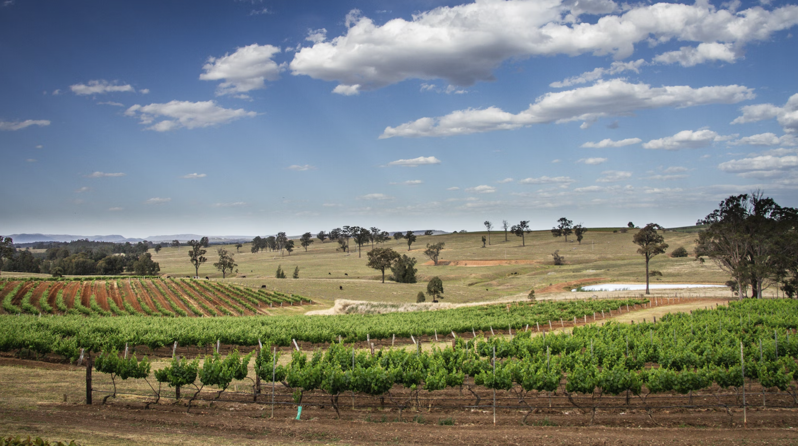 AUSTCHAM CHAIRMAN BILLY CHAN SAYS CHINA’S LIFTING OF AUSSIE WINE TARIFFS IS ‘FANTASTIC’ NEWS AUSTCHAM CHAIRMAN BILLY CHAN SAYS CHINA’S LIFTING OF AUSSIE WINE TARIFFS IS ‘FANTASTIC’ NEWS