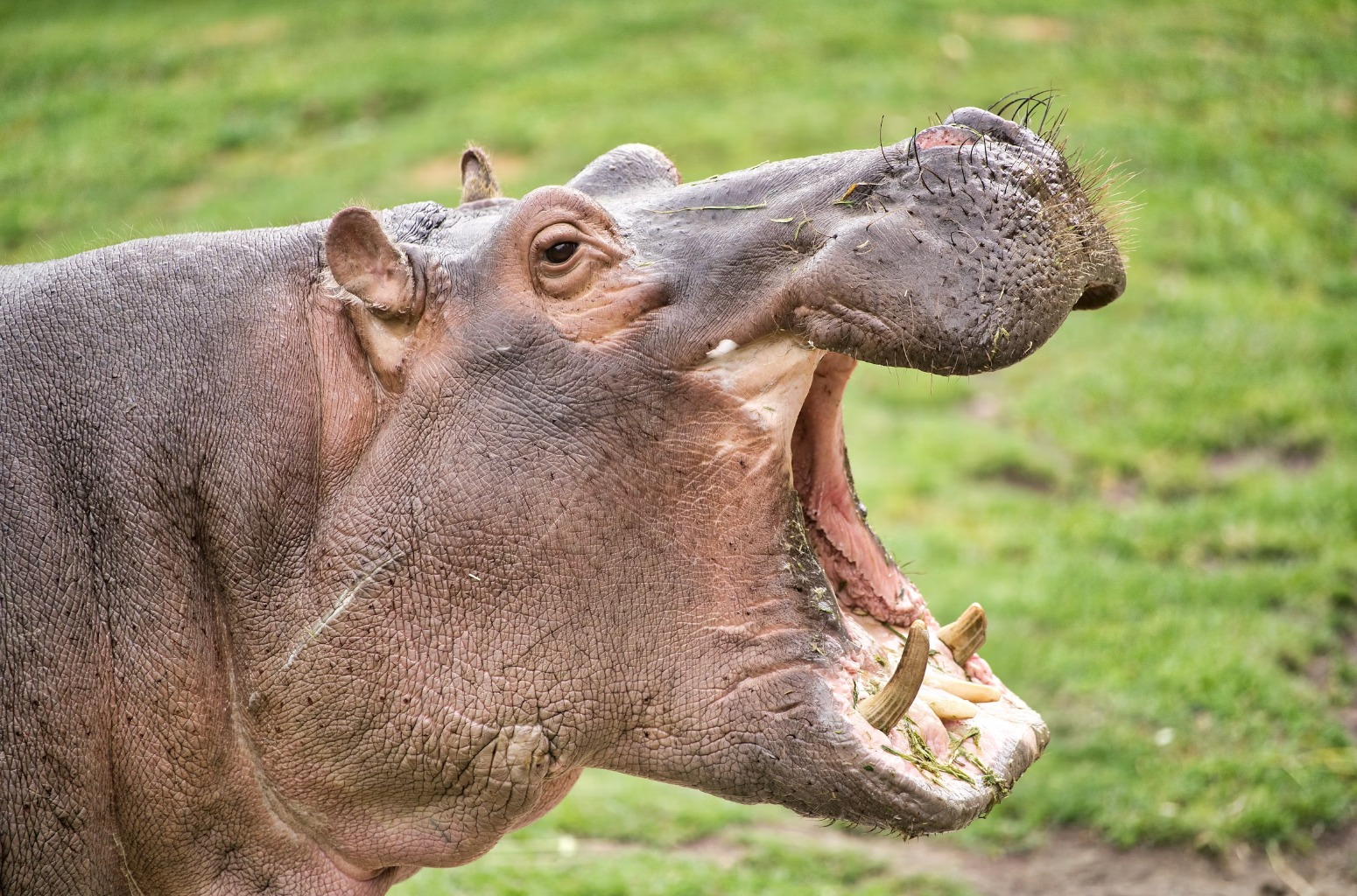 KUDA NIL DI TAMAN SAFARI INDONESIA DIBERI MAKAN SAMPAH PLASTIK OLEH PENGUNJUNG TAK BERTANGGUNG JAWAB KUDA NIL DI TAMAN SAFARI INDONESIA DIBERI MAKAN SAMPAH PLASTIK OLEH PENGUNJUNG TAK BERTANGGUNG JAWAB