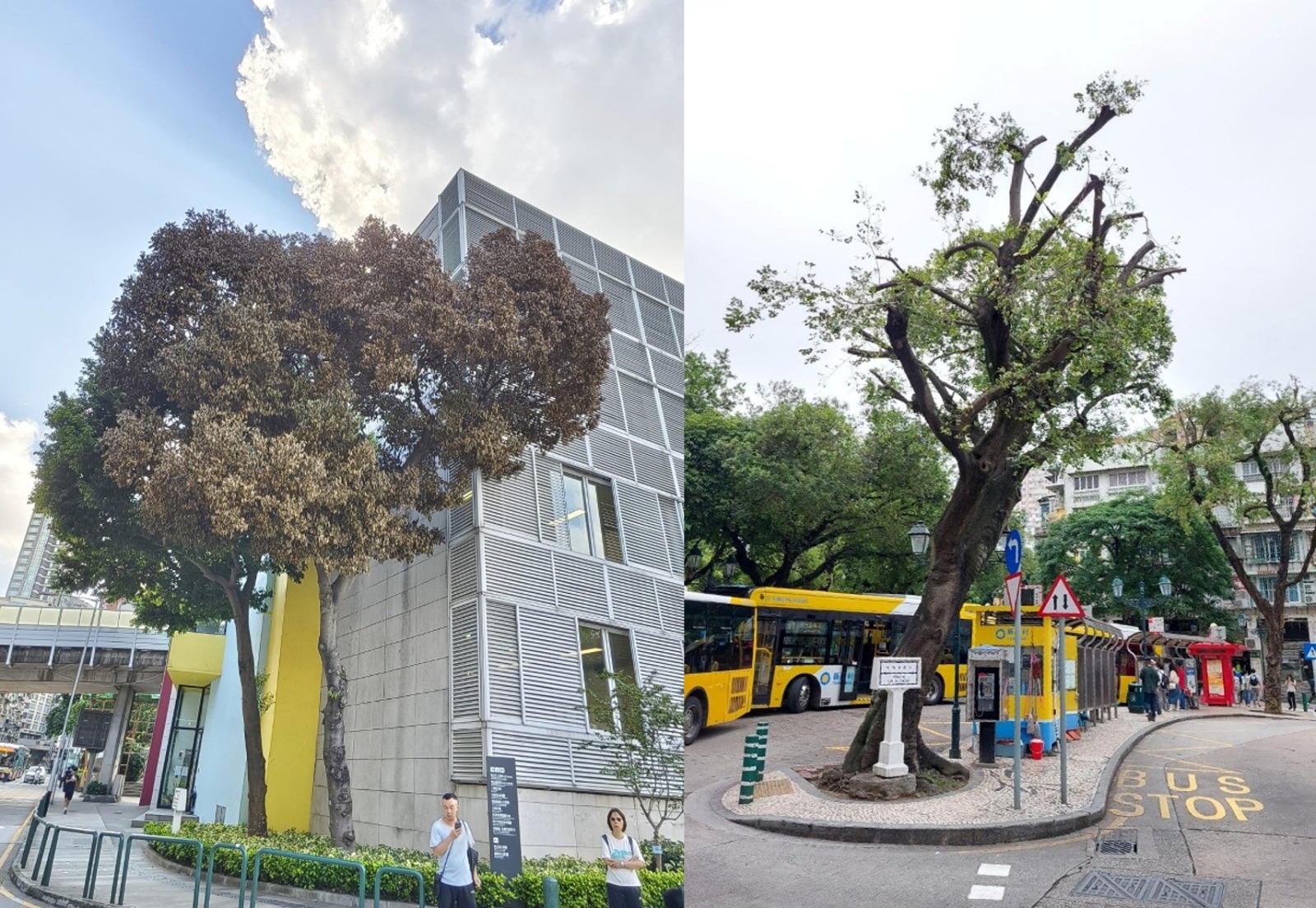 TWO TREES AT RISK OF COLLAPSE TO BE REMOVED THIS MONTH TWO TREES AT RISK OF COLLAPSE TO BE REMOVED THIS MONTH