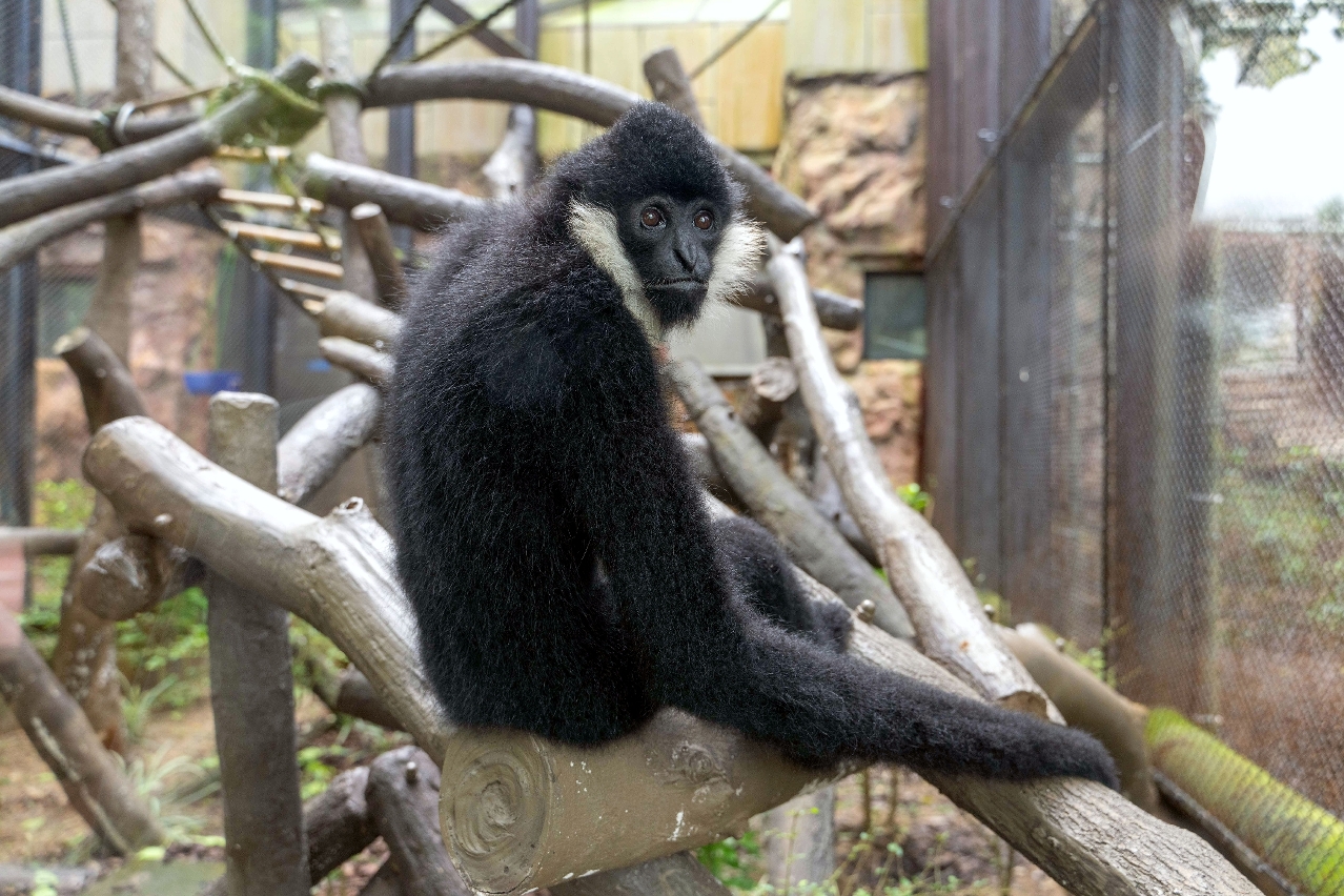 IAM COOPERATES WITH GUANGZHOU ZOO TO CONSERVE WHITE-CHEEKED GIBBONS IAM COOPERATES WITH GUANGZHOU ZOO TO CONSERVE WHITE-CHEEKED GIBBONS