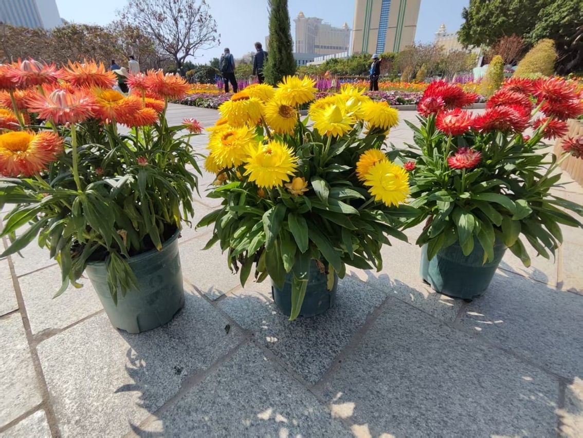 IAM TODAY WILL GIVE AWAY ORNAMENTAL PLANTS USED DURING FESTIVE PERIOD