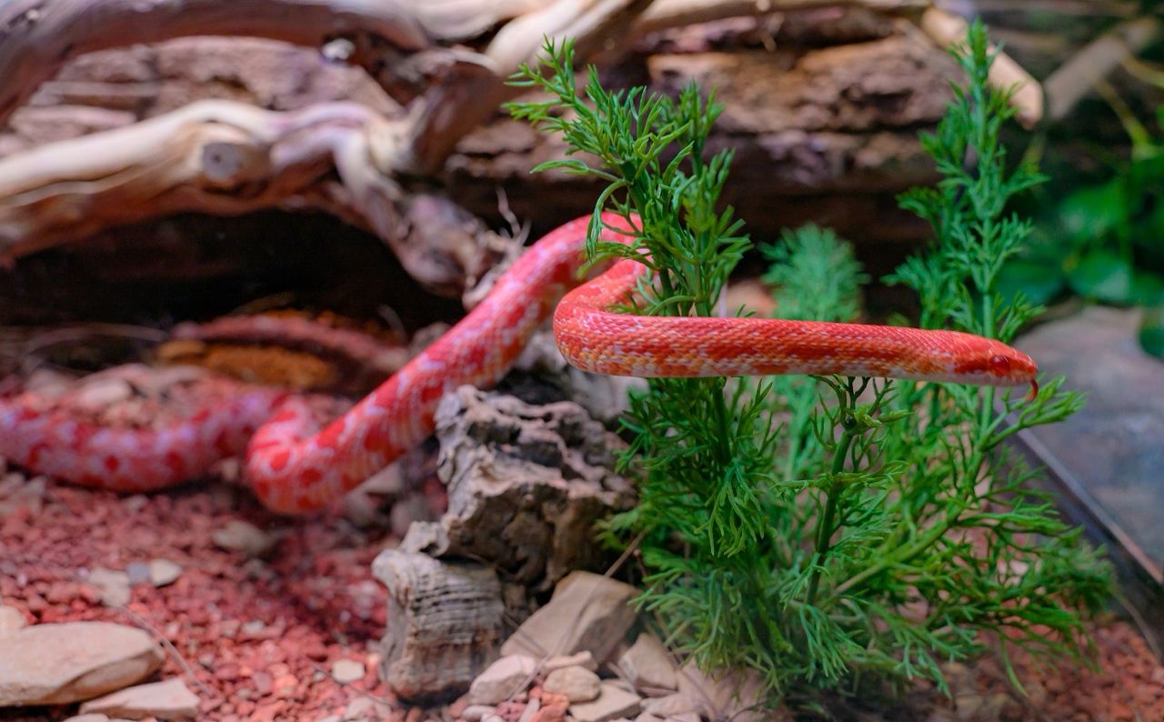 SEAC PAI VAN PARK NOW FEATURES PAVILION OF AMPHIBIANS AND REPTILES, AVIARY AND BUTTERFLY-FRIENDLY GARDEN SEAC PAI VAN PARK NOW FEATURES PAVILION OF AMPHIBIANS AND REPTILES, AVIARY AND BUTTERFLY-FRIENDLY GARDEN