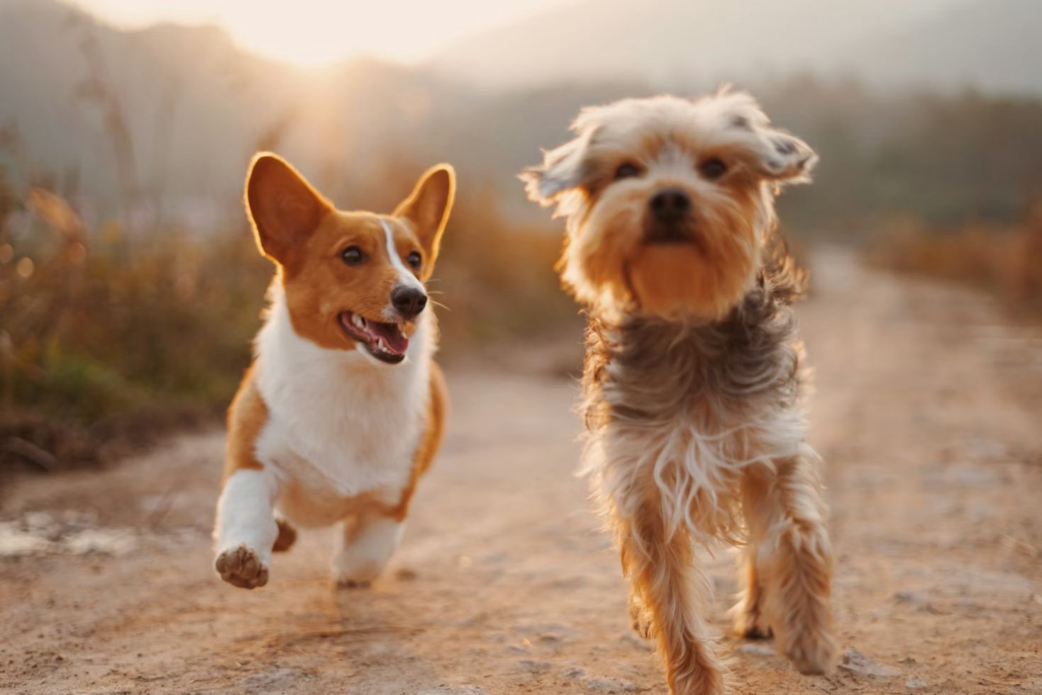 IAM ORGANISES MONTHLY PET INFO STATION PROVIDING VACCINATION AND ADOPTION ENQUIRY SERVICES