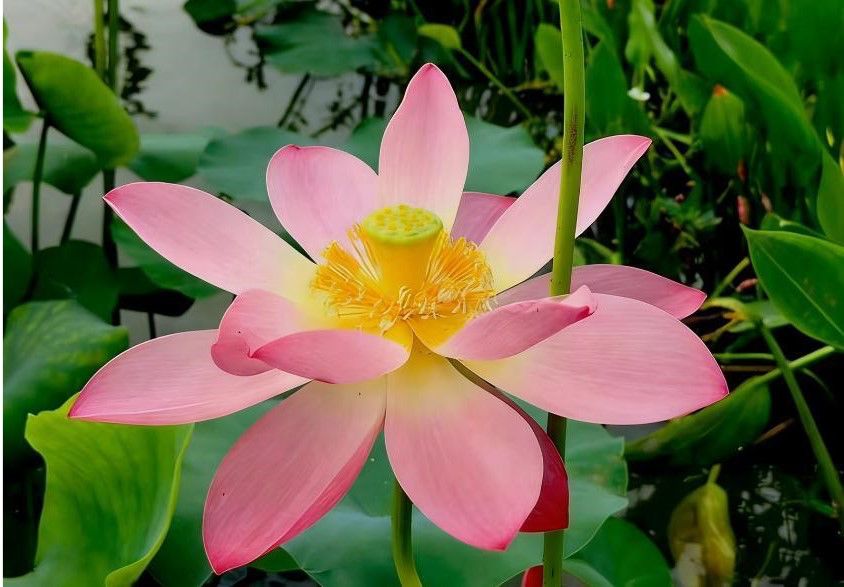 MONTH-LONG 26TH MACAO LOTUS FLOWER FESTIVAL TO KICK OFF ON 12 JUNE