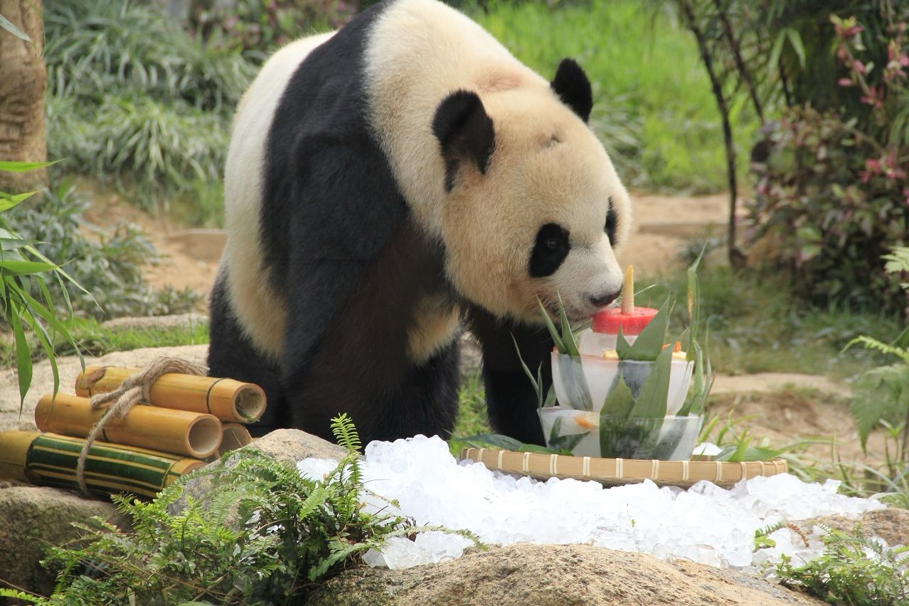 PANDAS ‘JIAN JIAN’ AND ‘KANG KANG’ TO HAVE 10TH BIRTHDAY PARTY AT SEAC PAI VAN PARK NEXT FRIDAY 