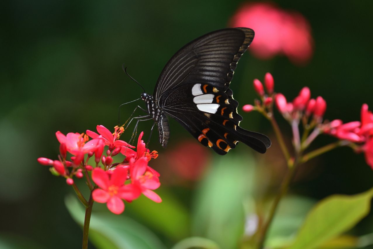 MUNICIPAL AFFAIRS BUREAU ORGANISES FLOWER EXHIBITION, SCIENCE ACTIVITIES IN CELEBRATION OF NATIONAL ECOLOGY DAY MUNICIPAL AFFAIRS BUREAU ORGANISES FLOWER EXHIBITION, SCIENCE ACTIVITIES IN CELEBRATION OF NATIONAL ECOLOGY DAY