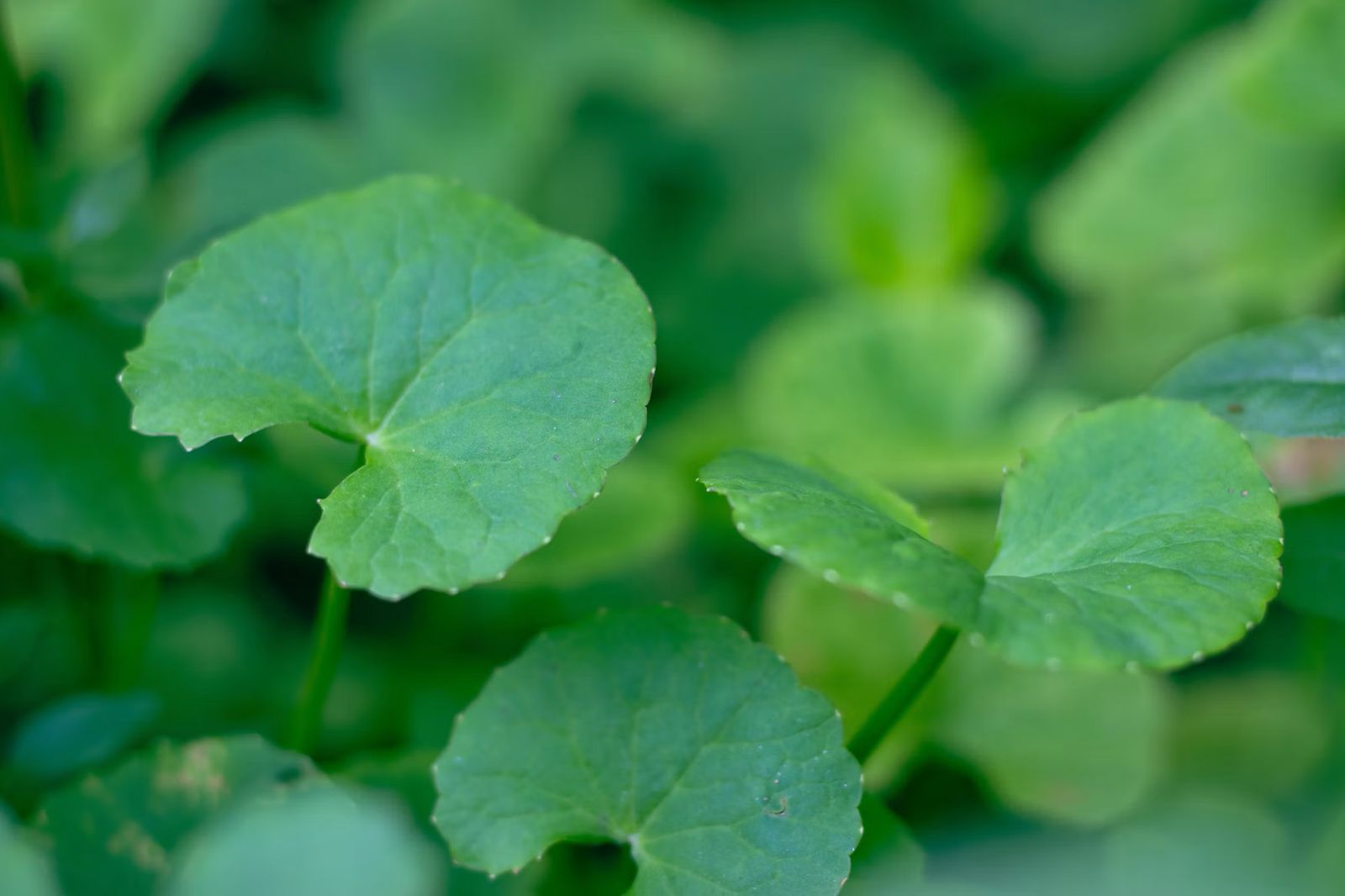 CENTELLA ASIATICA – THE SECRET BEHIND K-BEAUTY’S GLASS SKIN CENTELLA ASIATICA – THE SECRET BEHIND K-BEAUTY’S GLASS SKIN